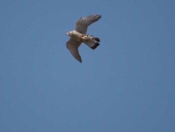 Common Kestrel Unknown Spots Sat, 3/5/2022