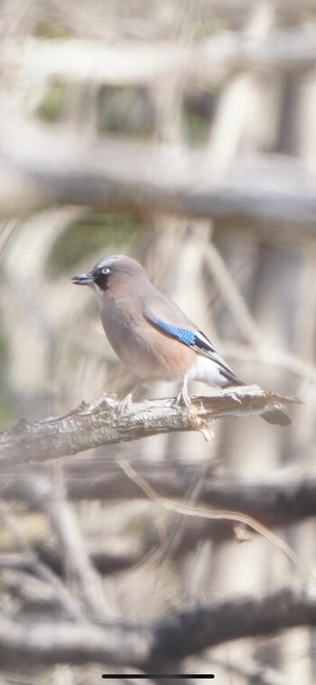 2022年3月5日(土) 北本自然観察公園の野鳥観察記録