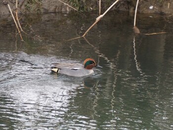 Eurasian Teal 金沢市犀川新御影橋付近 Sat, 3/5/2022