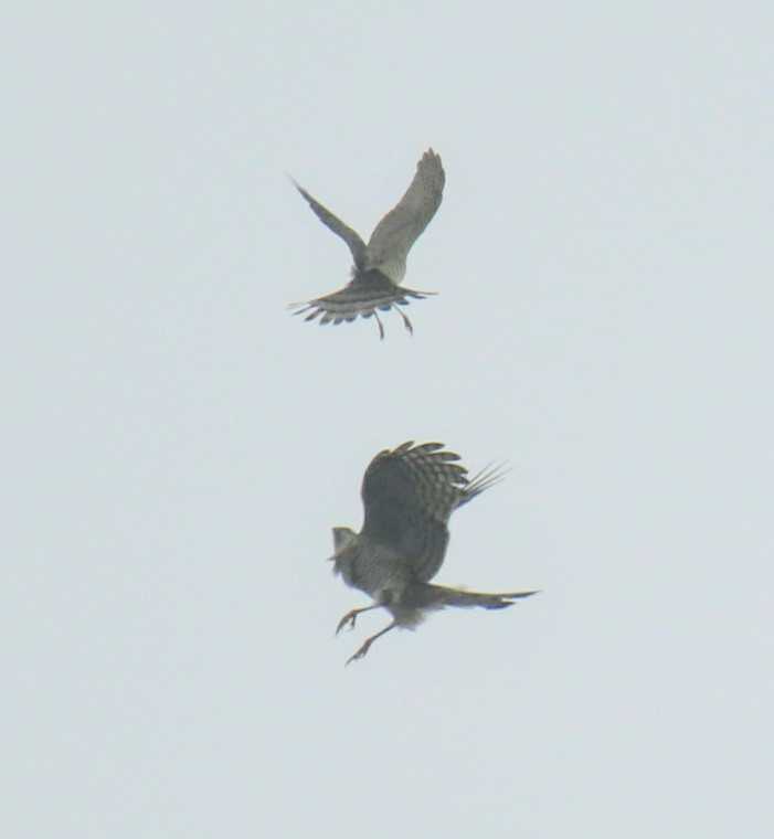 Eurasian Goshawk