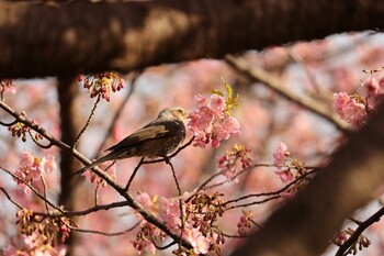 ヒヨドリ 多摩川 2022年3月5日(土)