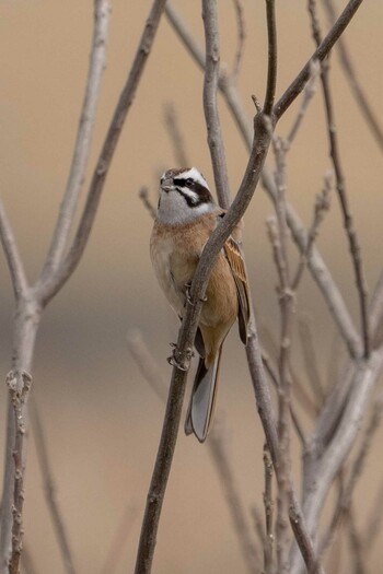 Meadow Bunting 野洲川河口 Sat, 3/5/2022