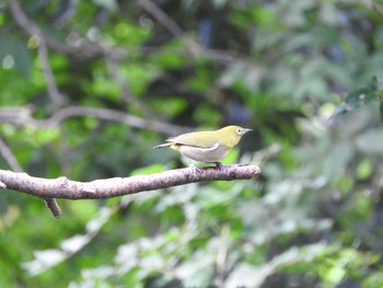 Warbling White-eye Unknown Spots Sat, 9/30/2017