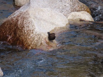 カワガラス 大石公園(三重県) 2022年3月5日(土)