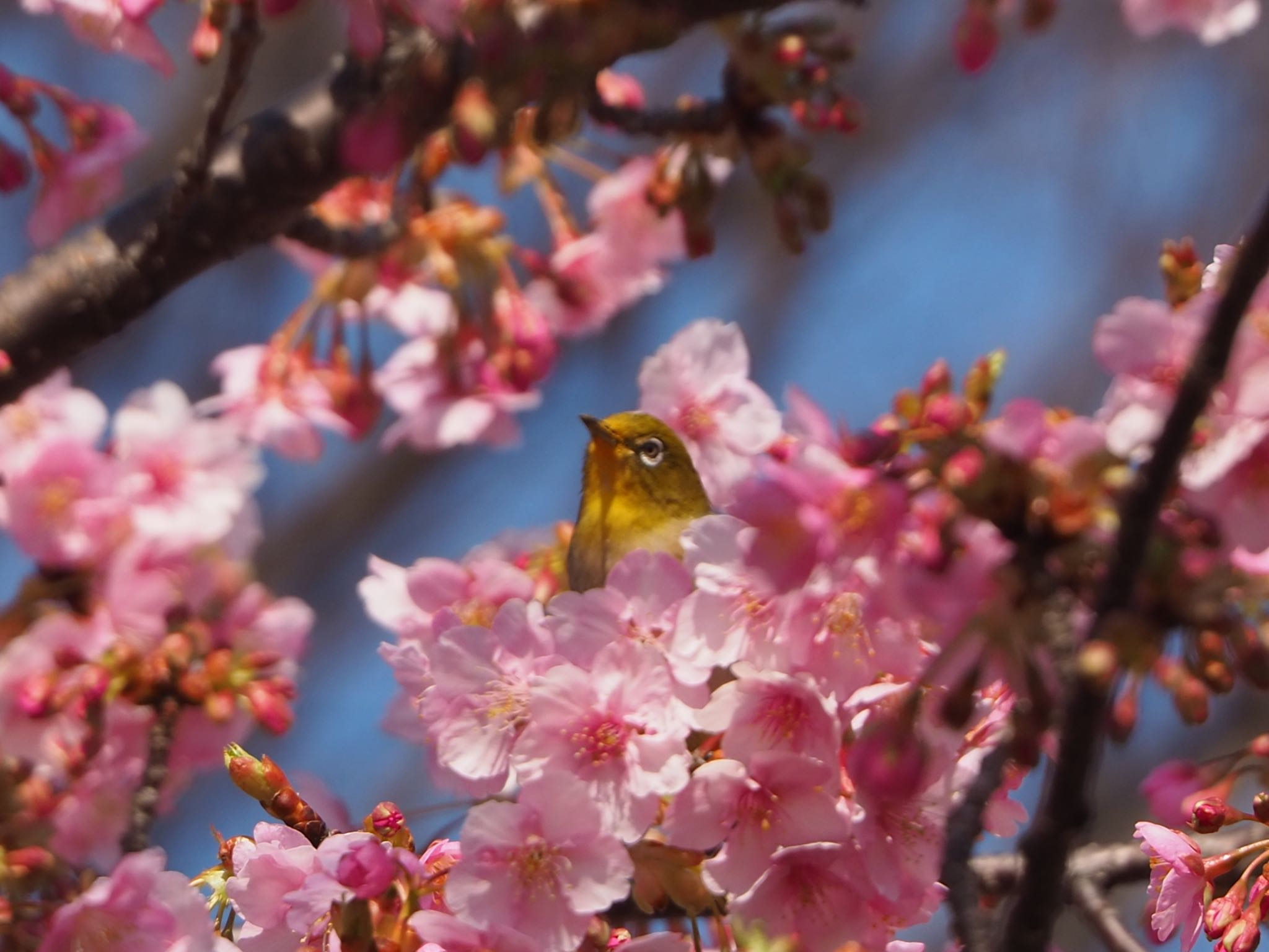 Photo of Warbling White-eye at 練馬区 by mk623