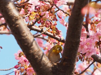 Warbling White-eye 練馬区 Sat, 3/5/2022