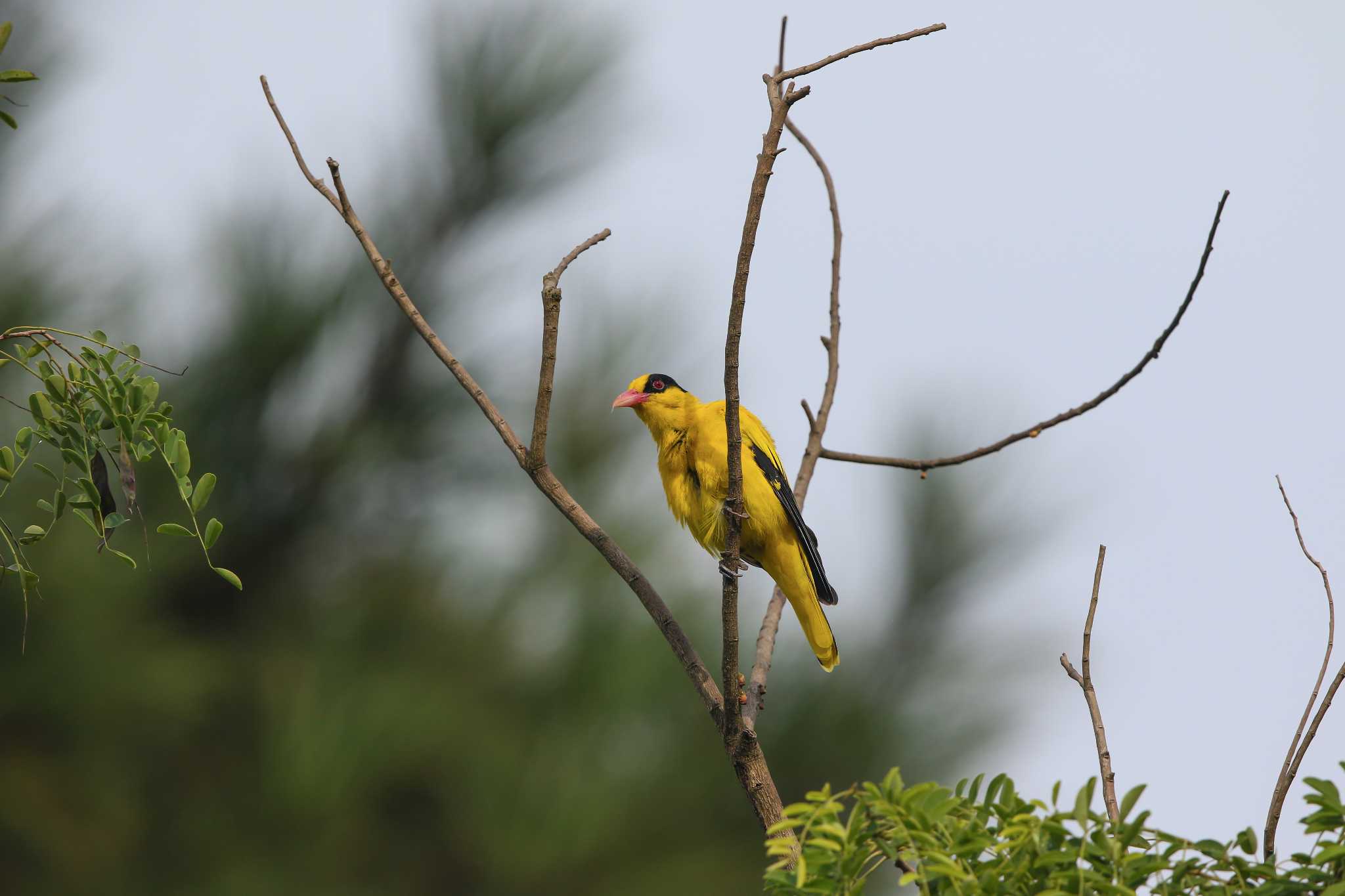 Photo of Black-naped Oriole at Chinese garden by Trio