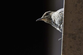 Blue Rock Thrush 近所の河川敷 Sat, 2/19/2022