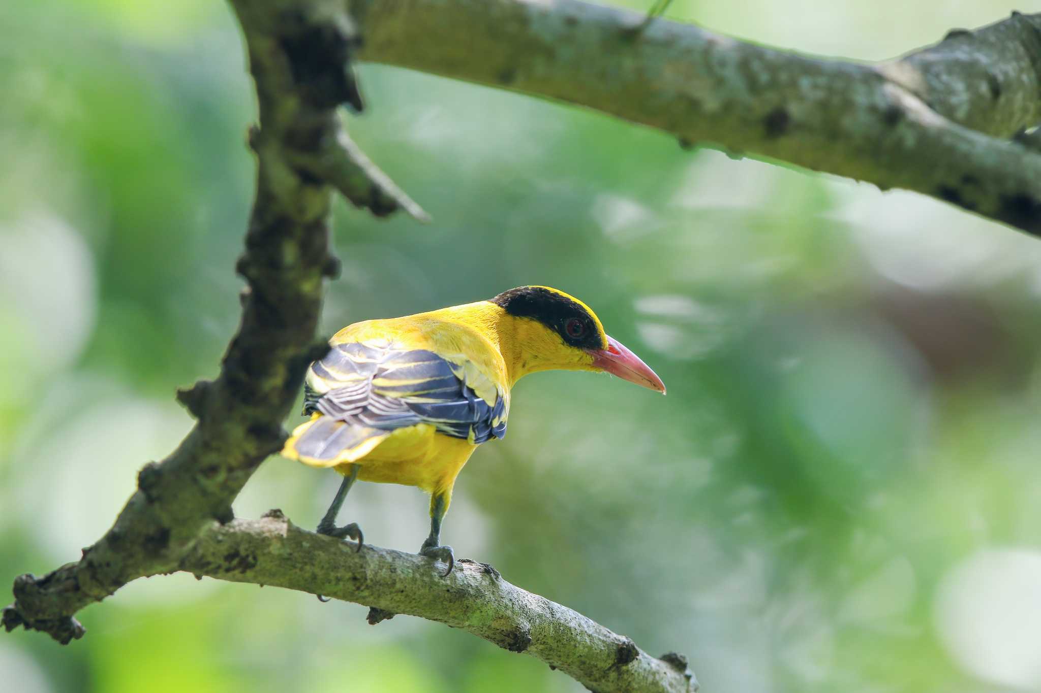 Black-naped Oriole