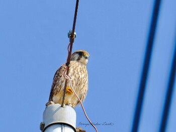 Common Kestrel 守谷 Sat, 3/5/2022