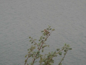 イエスズメ Abu Simbel, Egypt 2009年5月9日(土)