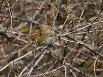 Japanese Bush Warbler まつぶし緑の丘公園 Sat, 3/5/2022