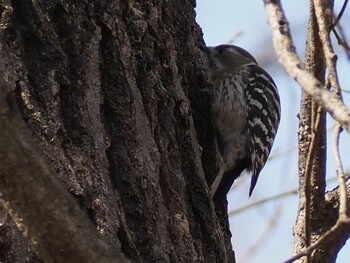 Japanese Pygmy Woodpecker 荒幡富士市民の森 Sat, 3/5/2022