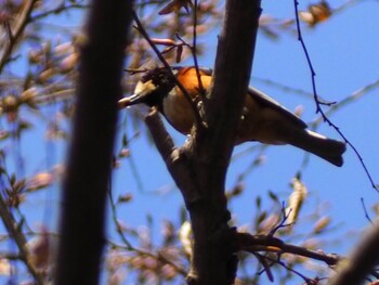 Varied Tit 荒幡富士市民の森 Sat, 3/5/2022