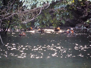 2022年3月5日(土) 新宿御苑の野鳥観察記録