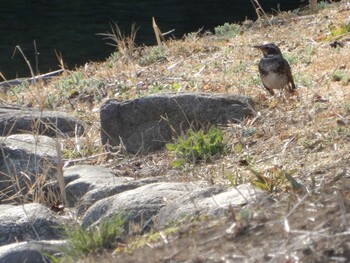 Dusky Thrush Shinjuku Gyoen National Garden Sat, 3/5/2022