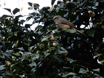 Brown-eared Bulbul Shinjuku Gyoen National Garden Sat, 3/5/2022