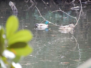 Mallard Shinjuku Gyoen National Garden Sat, 3/5/2022