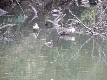 Eastern Spot-billed Duck Shinjuku Gyoen National Garden Sat, 3/5/2022