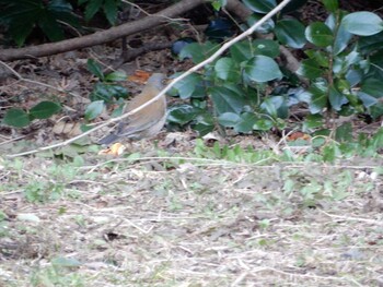 Pale Thrush Shinjuku Gyoen National Garden Sat, 3/5/2022