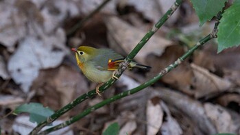 ソウシチョウ 城山公園(神奈川県) 2022年1月22日(土)