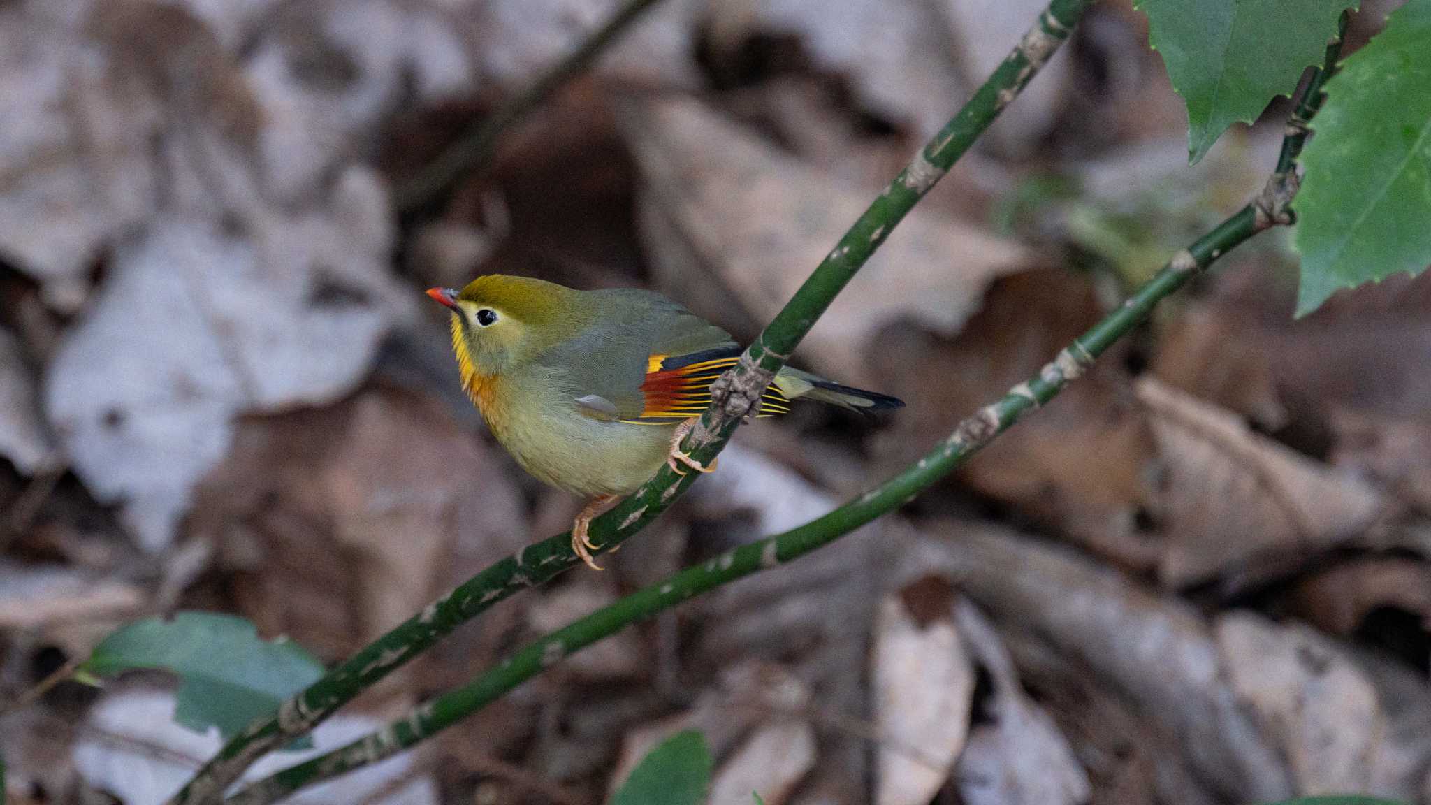 城山公園(神奈川県) ソウシチョウの写真 by Taka