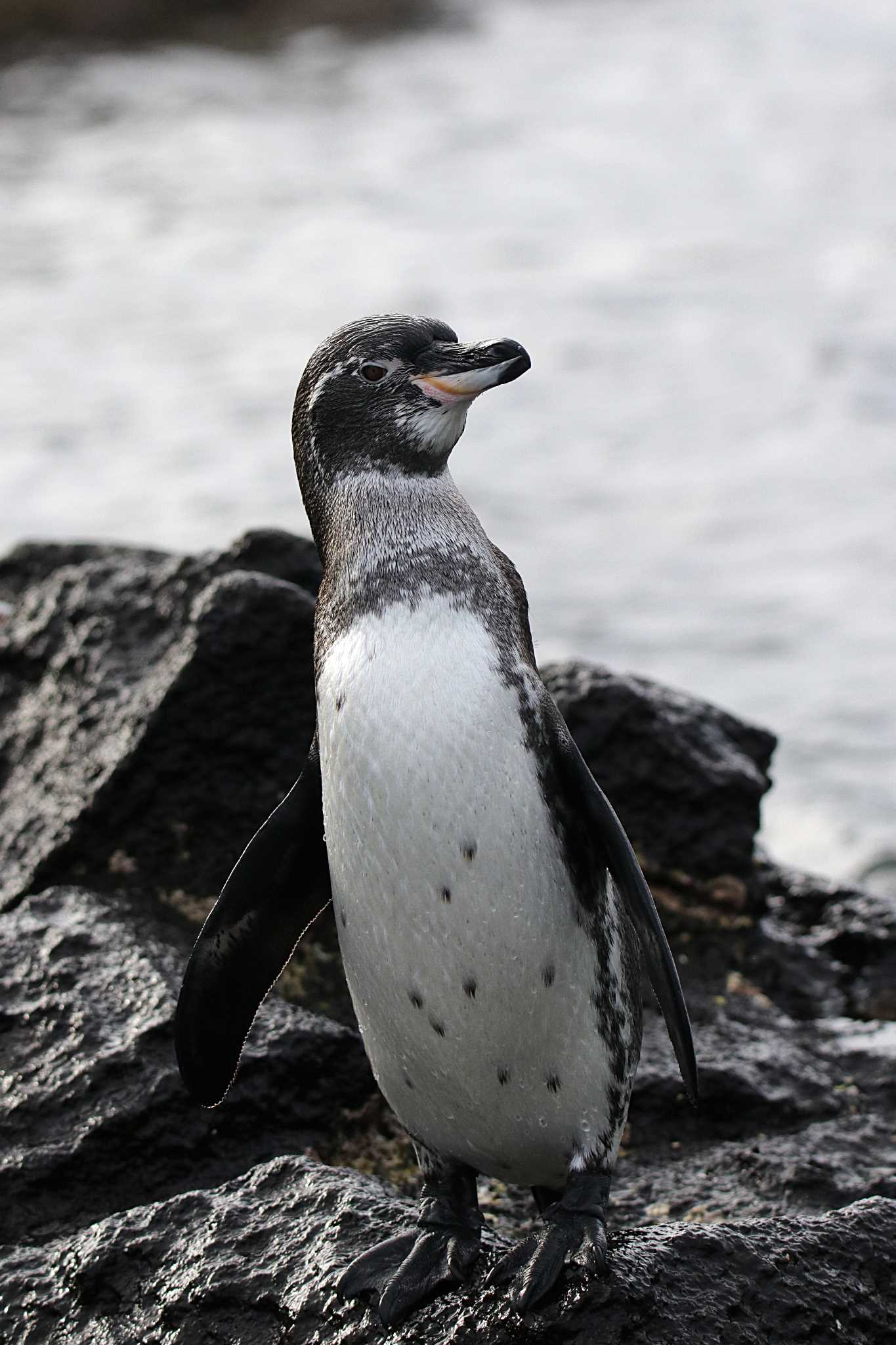 Galapagos Islands(Ecuador) ガラパゴスペンギンの写真 by とみやん