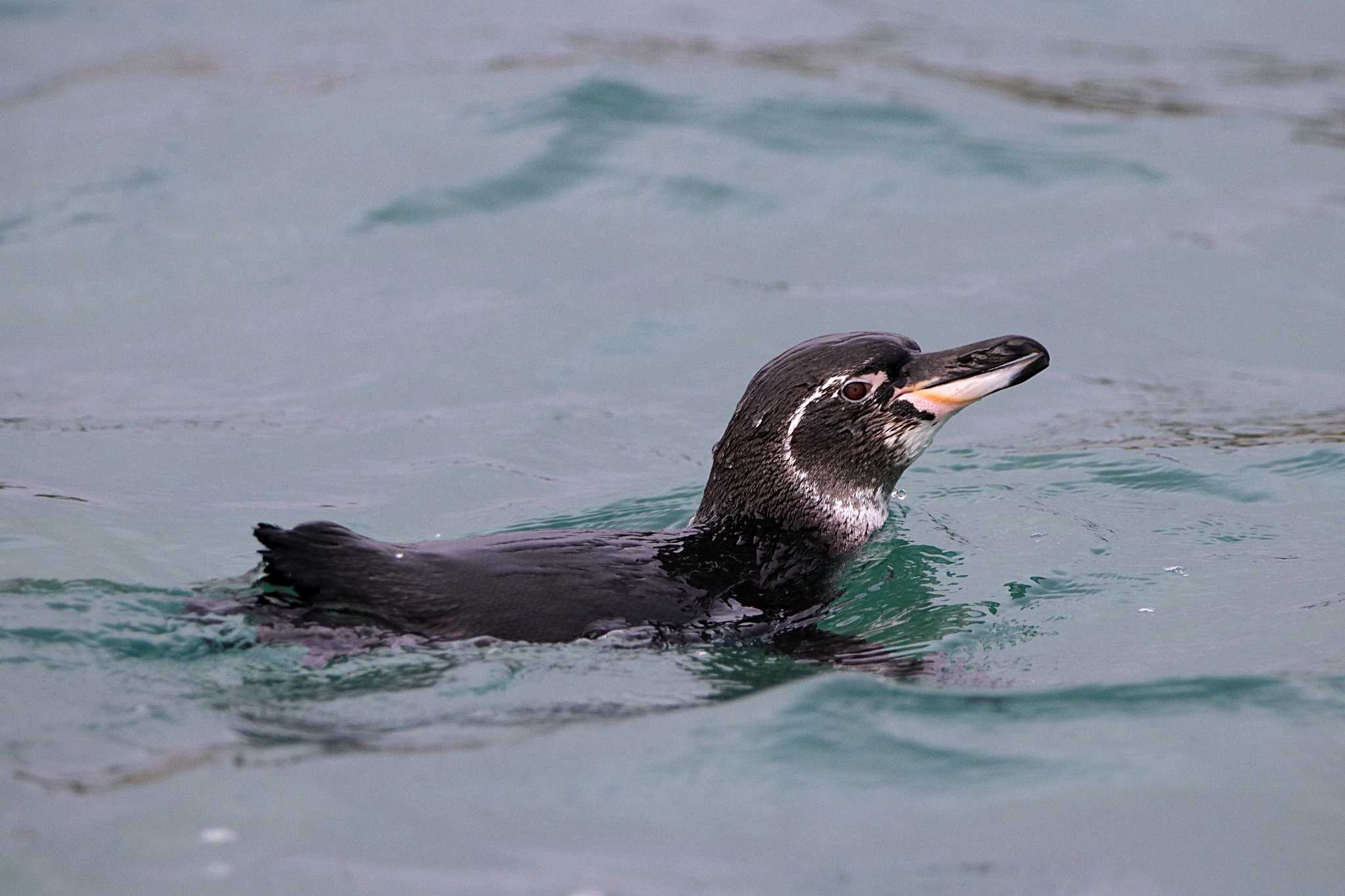 Photo of Galapagos Penguin at Galapagos Islands(Ecuador) by とみやん