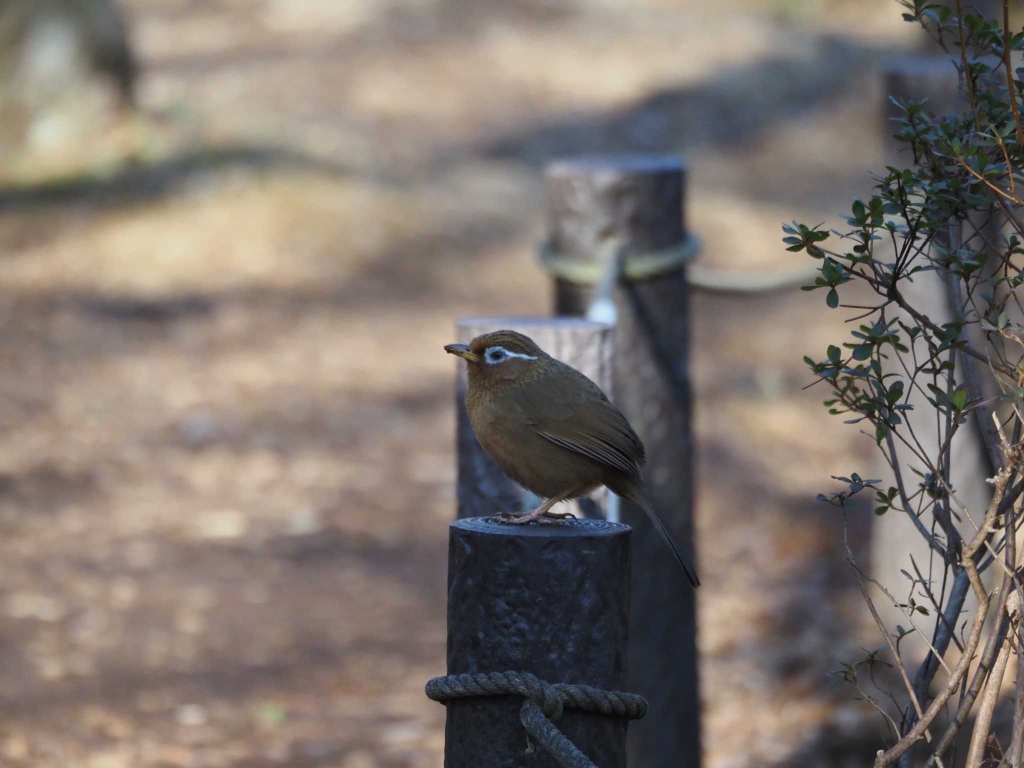 こども自然公園 (大池公園/横浜市) ガビチョウの写真 by Masa