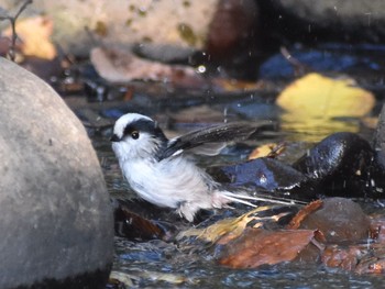 Long-tailed Tit Unknown Spots Wed, 10/11/2017