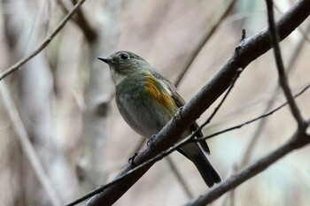 Red-flanked Bluetail 箕面山 Sat, 3/5/2022