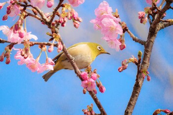 メジロ 場所が不明 2022年3月5日(土)