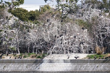 カワウ 場所が不明 2022年3月5日(土)