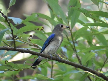 Blue-and-white Flycatcher Unknown Spots Wed, 10/11/2017