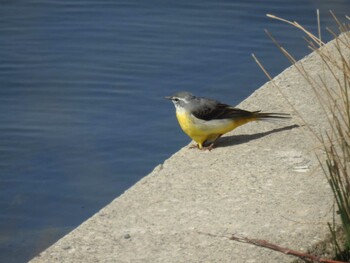 2022年3月5日(土) 多摩川二ヶ領上河原堰の野鳥観察記録