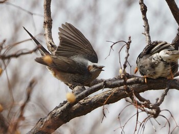 Brown-eared Bulbul 淀川河川公園 Sat, 3/5/2022