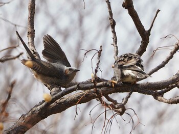 White-cheeked Starling 淀川河川公園 Sat, 3/5/2022