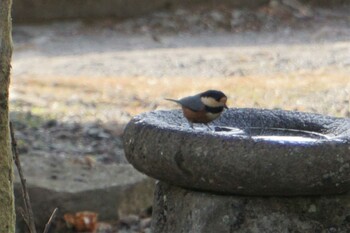 Varied Tit 金峰山(熊本県) Sat, 3/5/2022