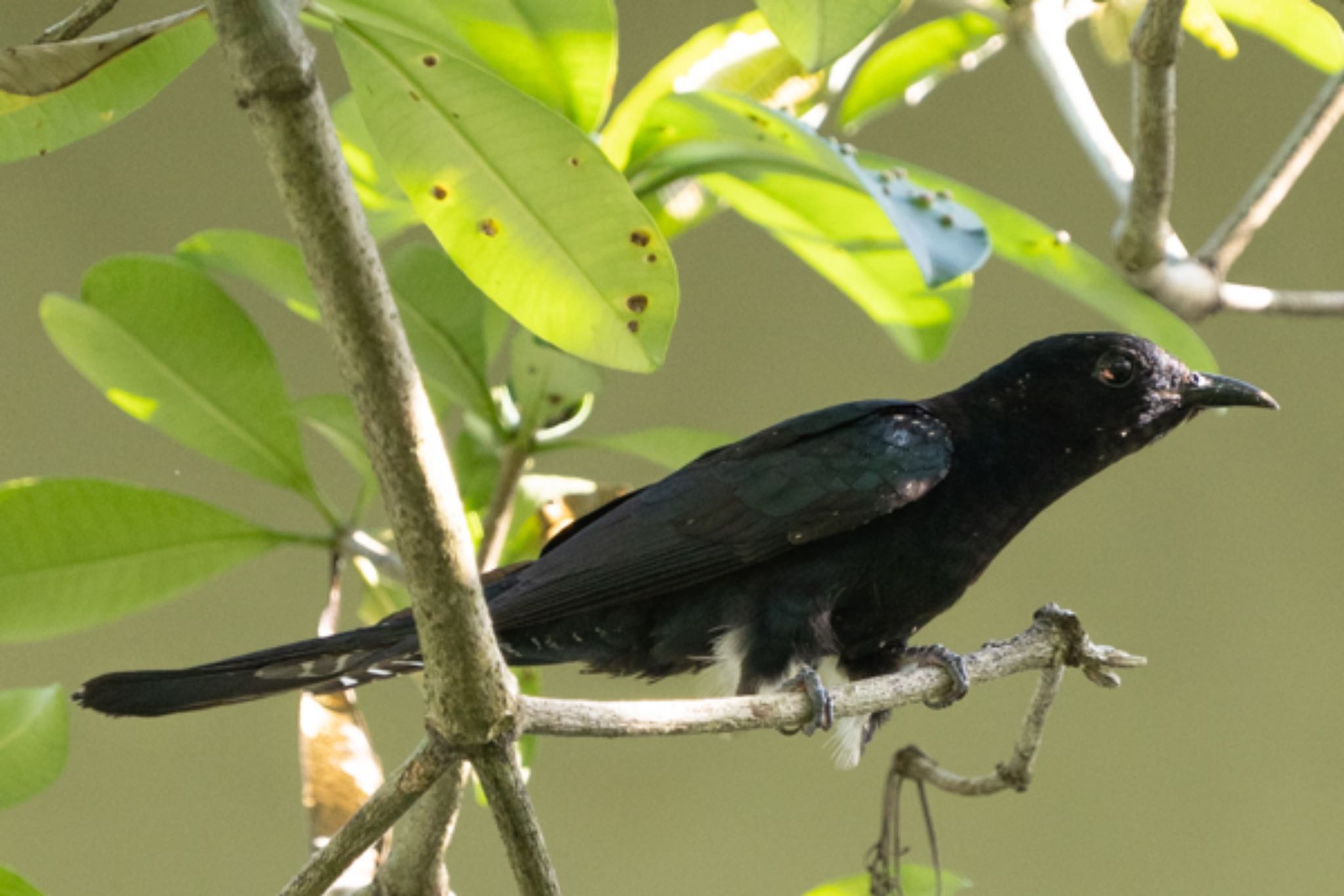 Photo of Square-tailed Drongo-Cuckoo at Singapore Botanic Gardens by T K