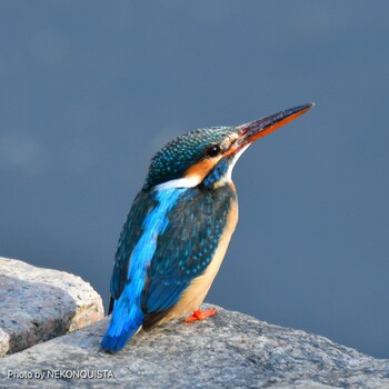 Common Kingfisher 芦屋川 Sat, 3/5/2022