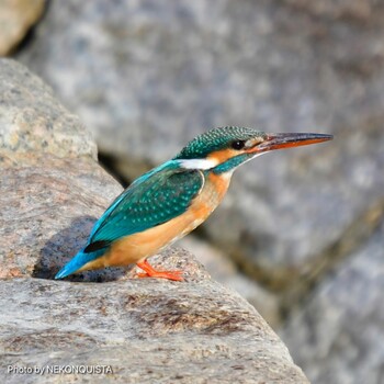 Common Kingfisher 芦屋川 Sat, 3/5/2022