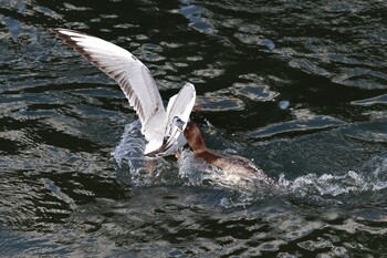 2022年3月5日(土) 山下公園の野鳥観察記録