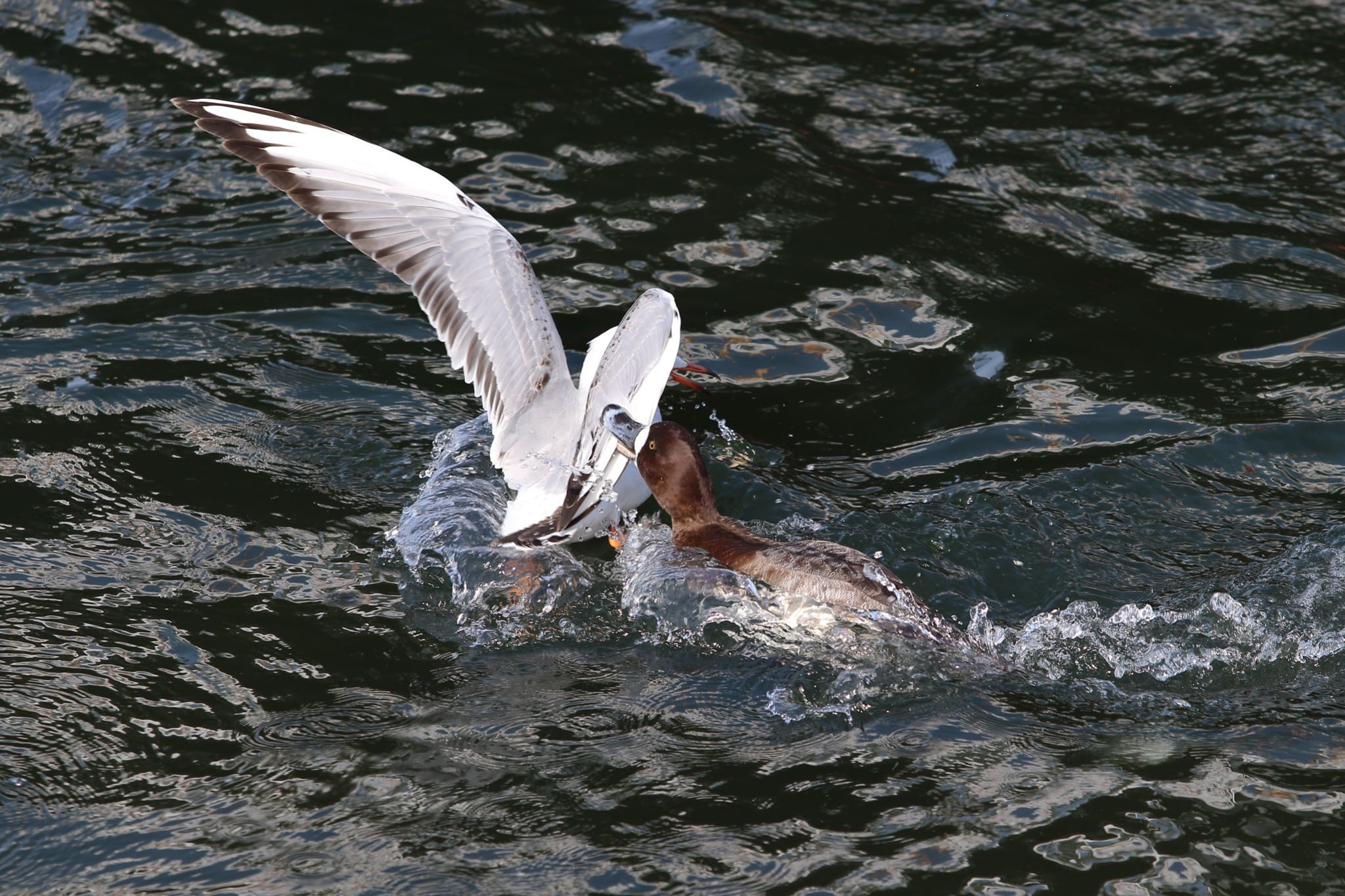 Greater Scaup