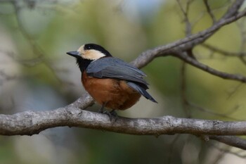 Varied Tit 須磨離宮公園 Sat, 3/5/2022