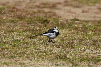 Japanese Wagtail 須磨離宮公園 Sat, 3/5/2022