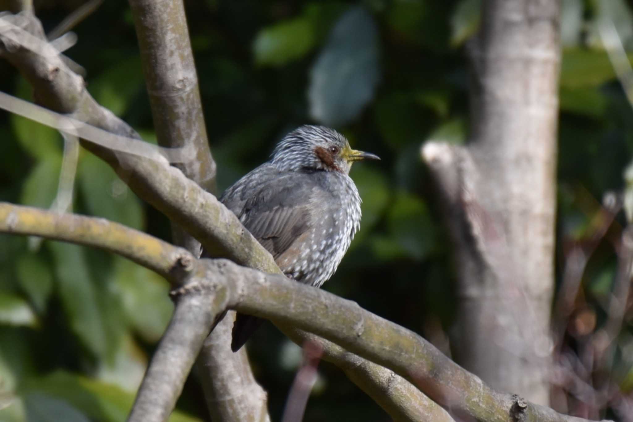 Photo of Brown-eared Bulbul at 須磨離宮公園 by 五色鳥