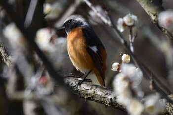 Daurian Redstart 須磨離宮公園 Sat, 3/5/2022