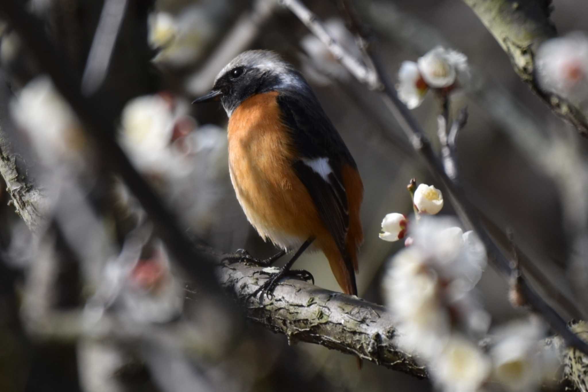 Photo of Daurian Redstart at 須磨離宮公園 by 五色鳥