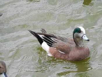 2022年2月27日(日) 大阪府の野鳥観察記録