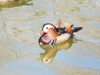 Mandarin Duck 中国農業展覧館(北京) Sat, 3/5/2022